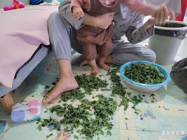 苜蓿和土豆在一起真好吃！