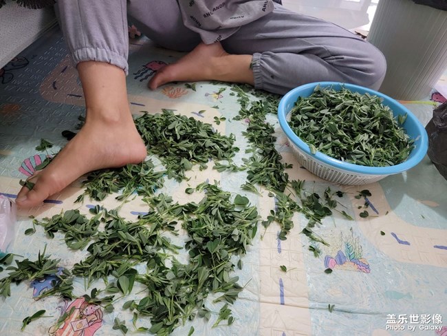 苜蓿和土豆在一起真好吃！