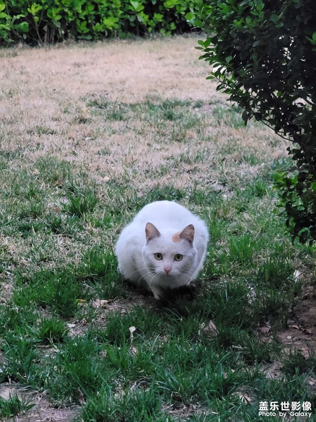 流浪的小猫