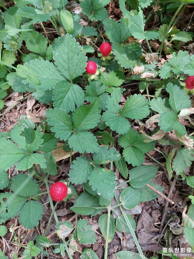 野草莓
