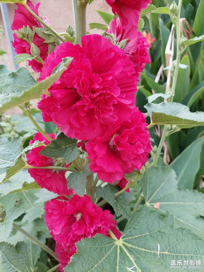 一树红花向阳开