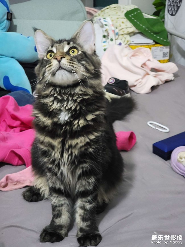 缅因猫，花了一万二……