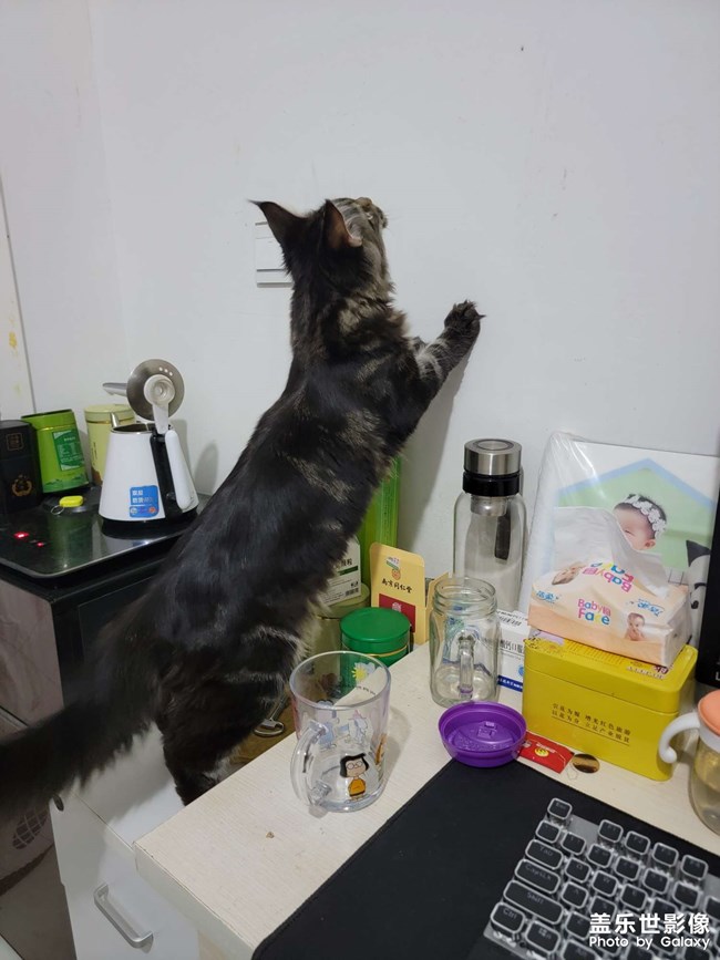 缅因猫，花了一万二……