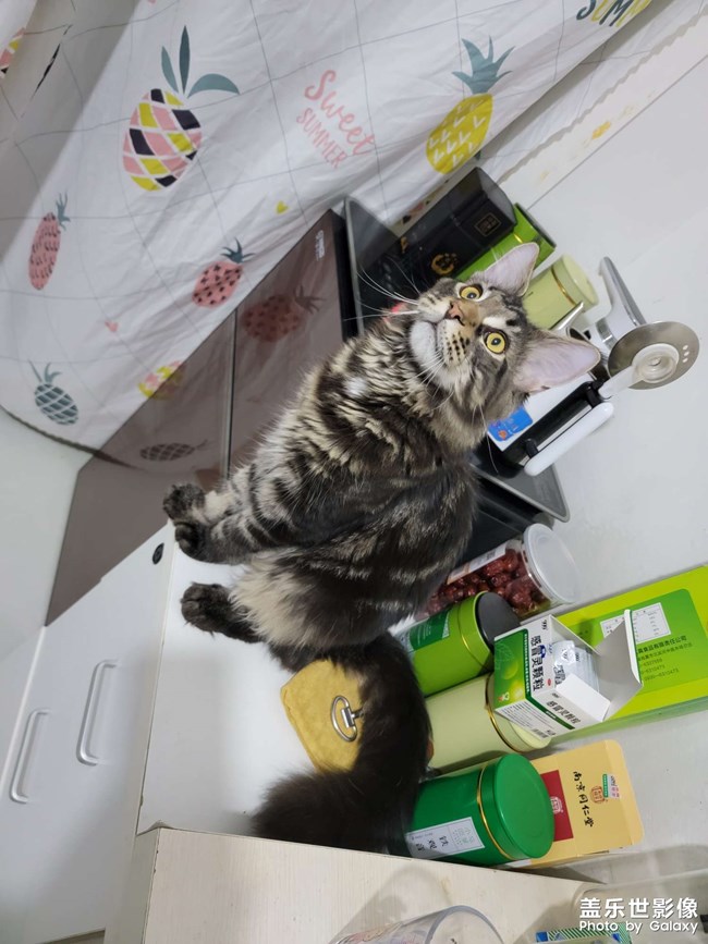 缅因猫，花了一万二……