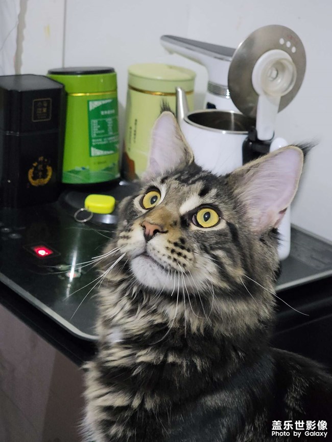 缅因猫，花了一万二……