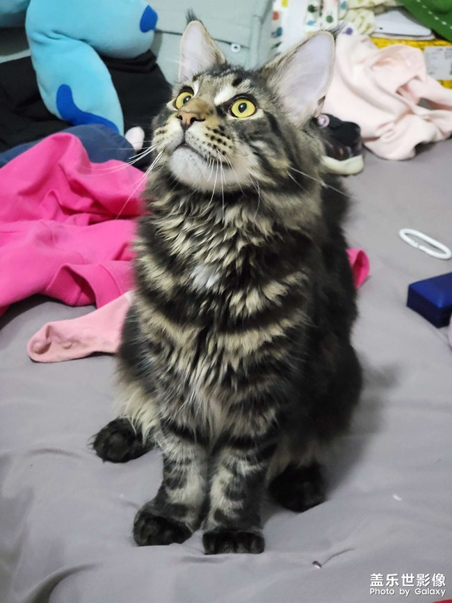 缅因猫，花了一万二……