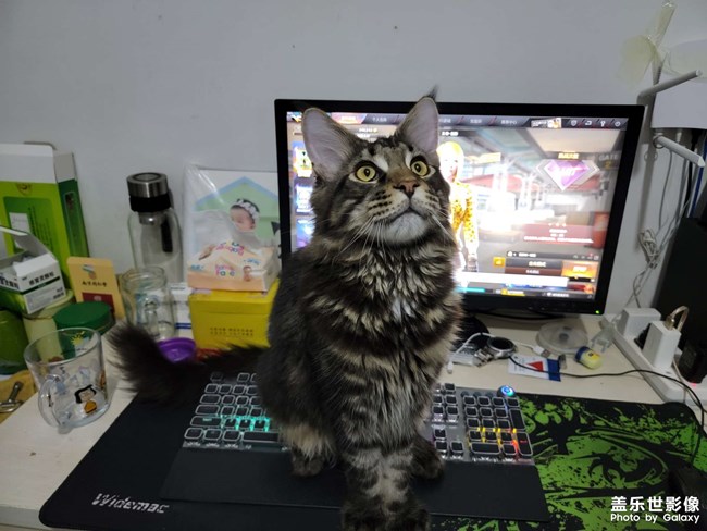 缅因猫，花了一万二……