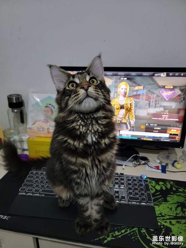 缅因猫，花了一万二……