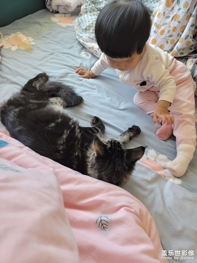 缅因猫，花了一万二……