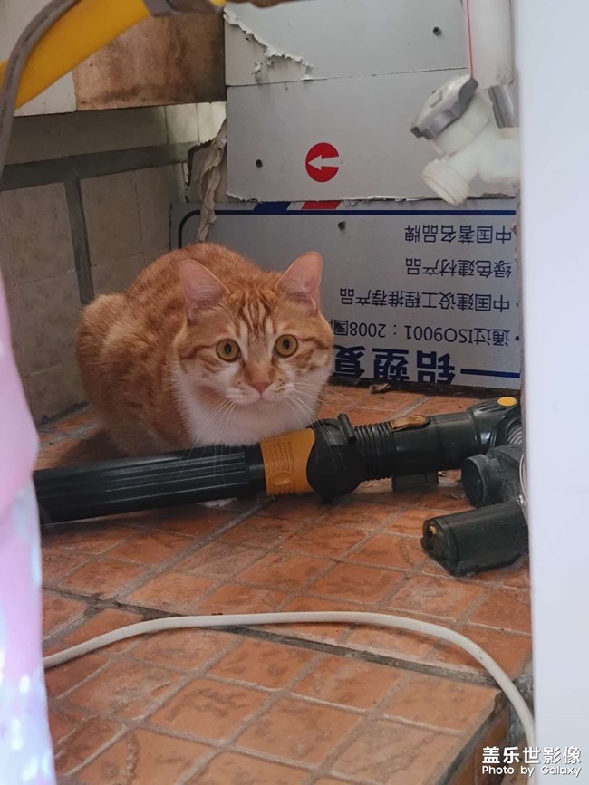 家里猫咪们