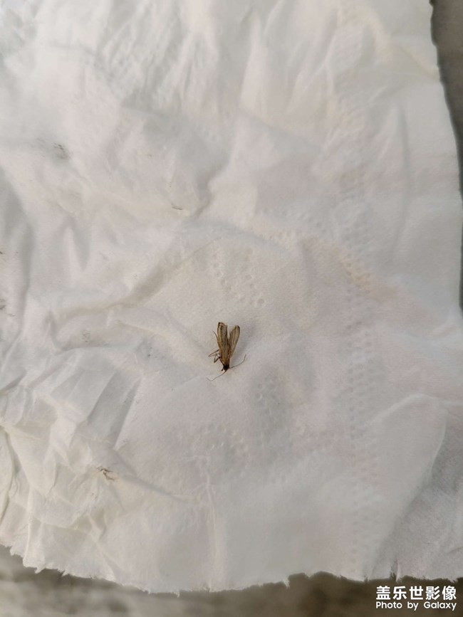 请问大家有没有知道这是什么