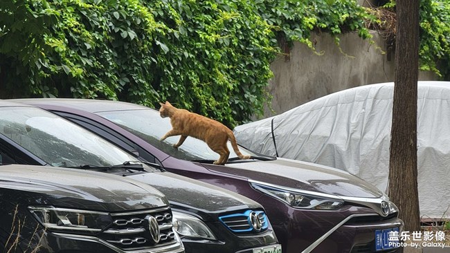 车上的猫猫