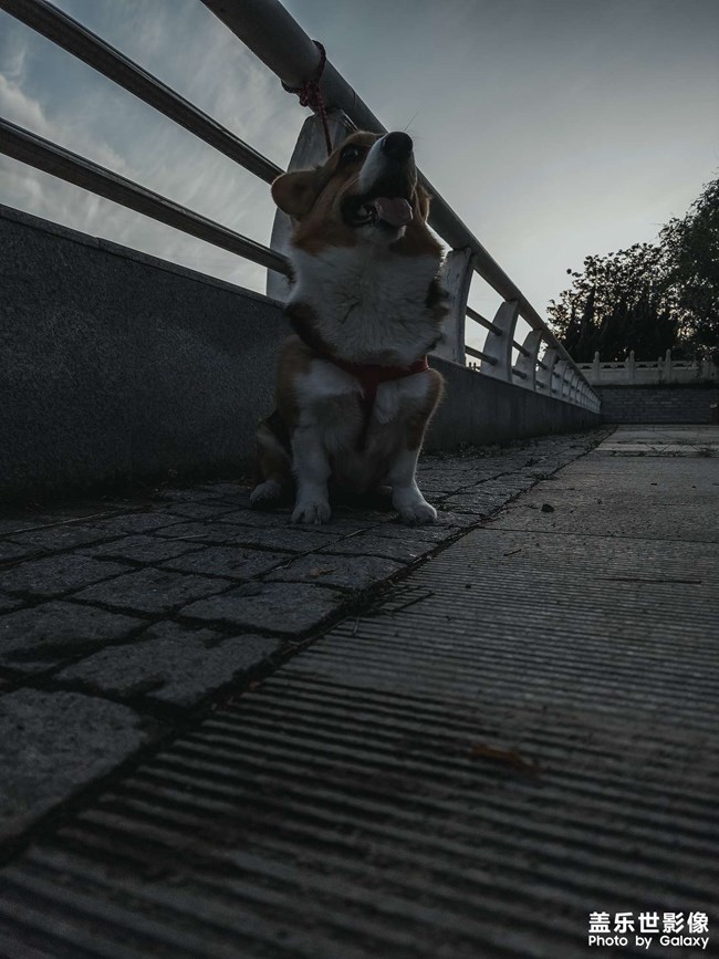 遛狗子