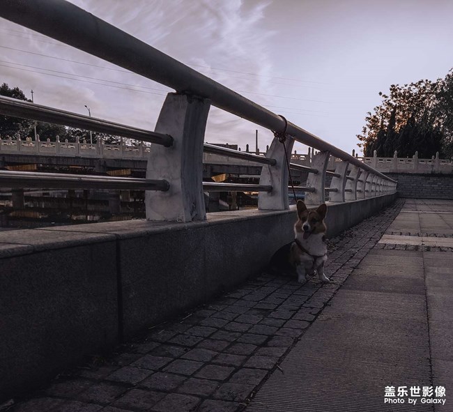 遛狗子
