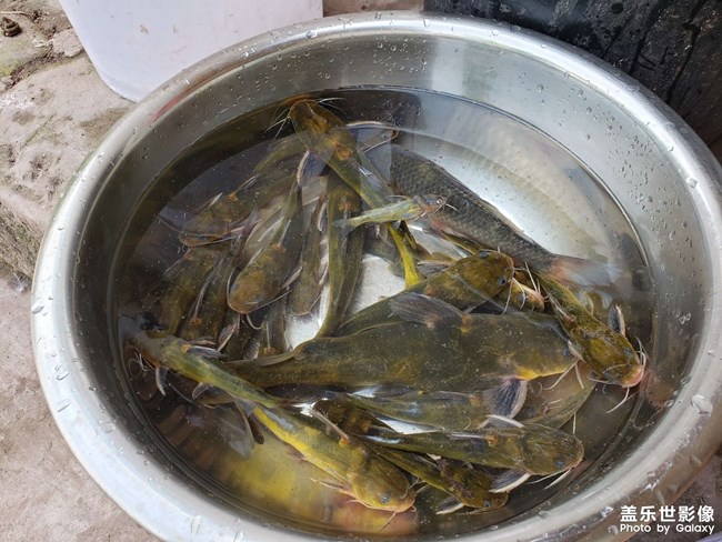 河里徒手抓鱼！第一次抓这种鱼，没想到还收获颇丰。