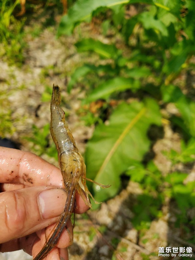 河里徒手抓鱼！第一次抓这种鱼，没想到还收获颇丰。
