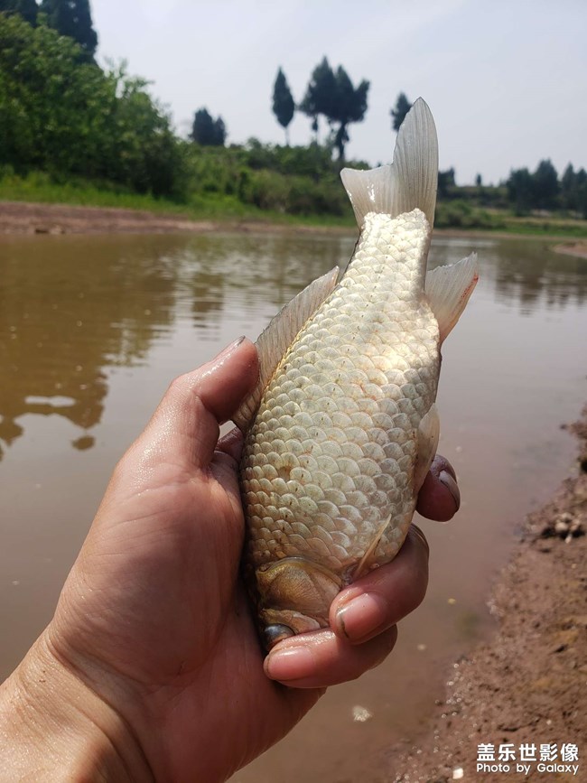 河里徒手抓鱼！第一次抓这种鱼，没想到还收获颇丰。