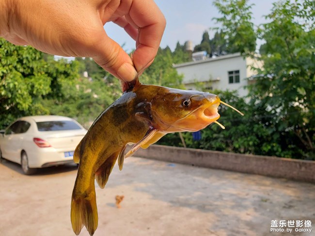 河里徒手抓鱼！第一次抓这种鱼，没想到还收获颇丰。