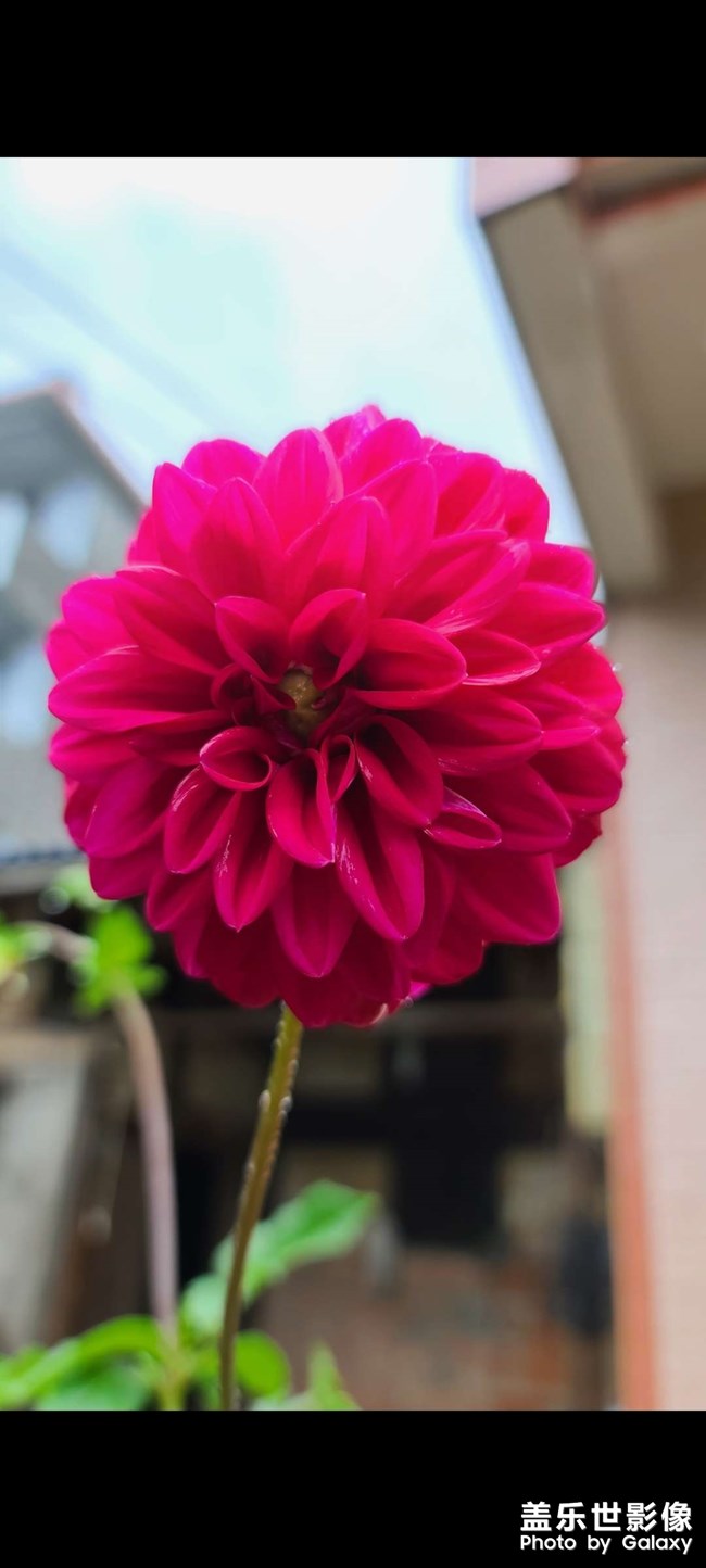 三星s20u拍摄的花，好漂亮