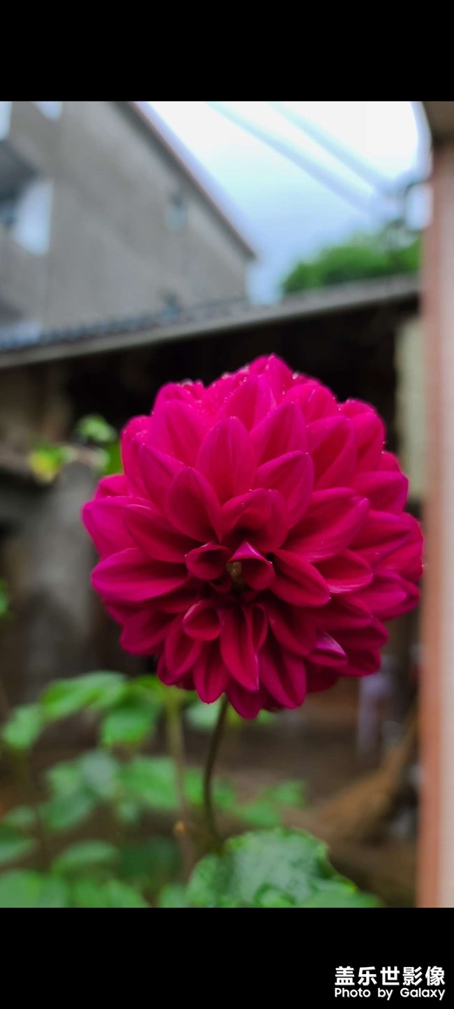 三星s20u拍摄的花，好漂亮