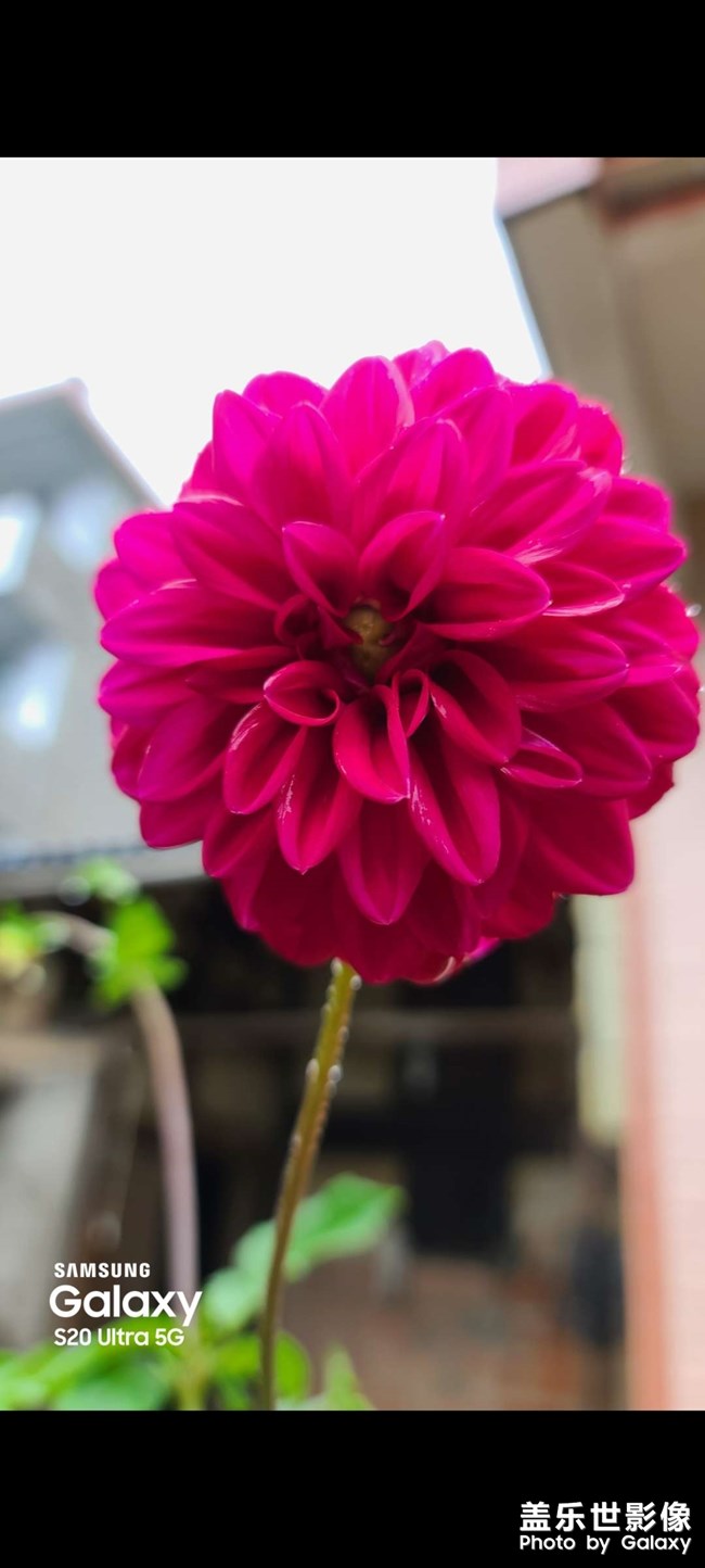 三星s20u拍摄的花，好漂亮
