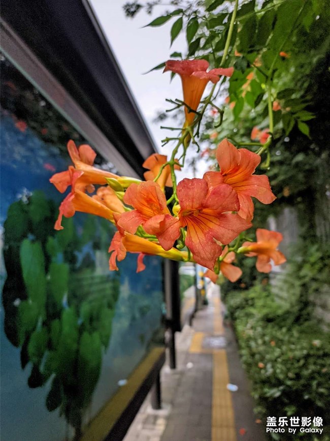 饭后散步拍
