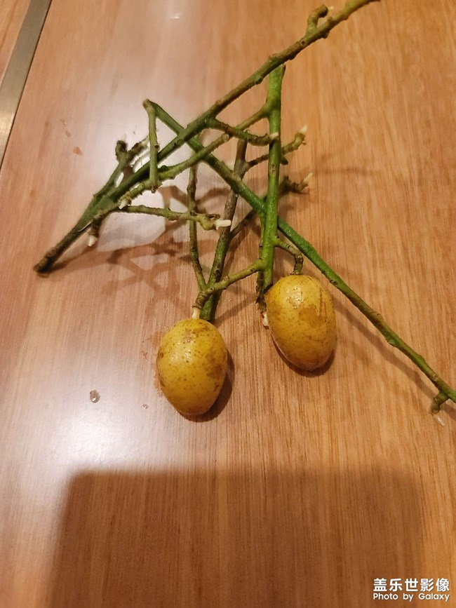 你们认识这东西吗？