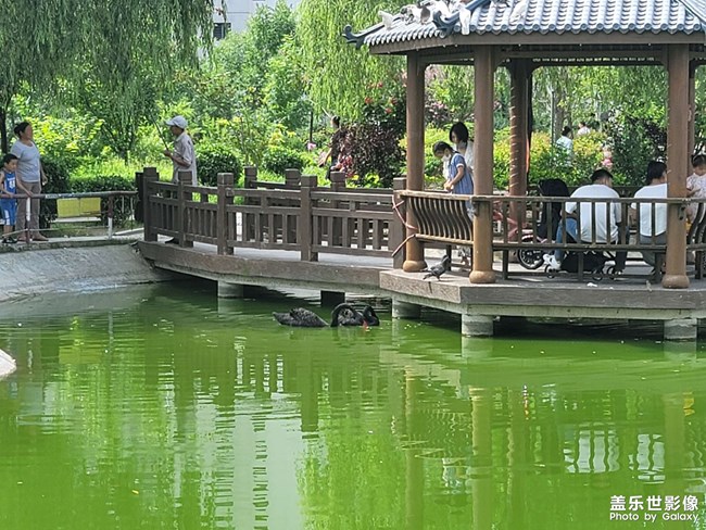 小区的宠爱
