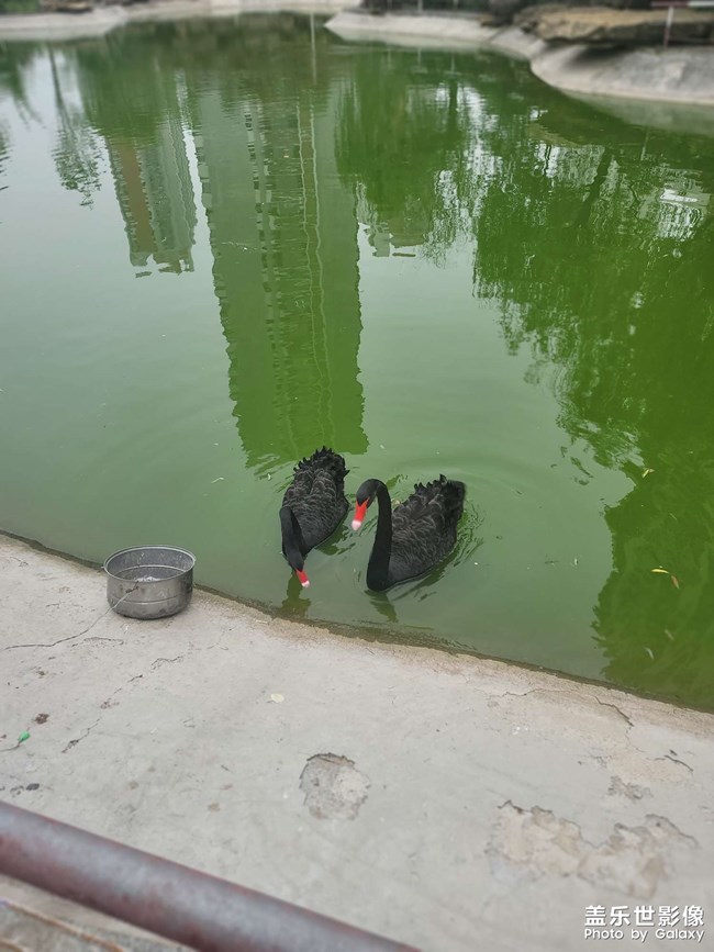 小区的宠爱