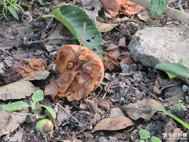 半化春泥的海棠