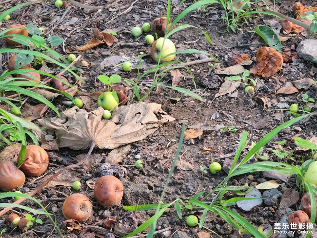 半化春泥的海棠