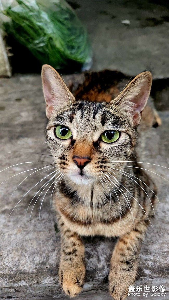 猫咪