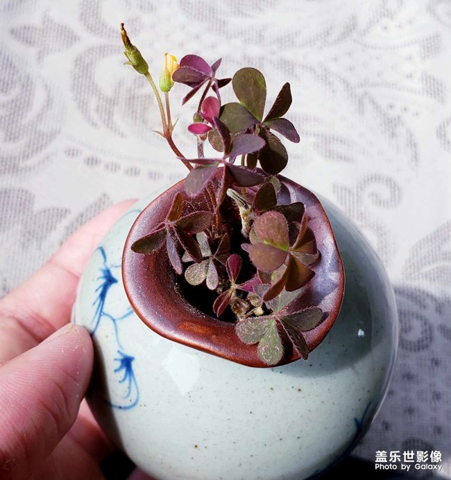 静待花开