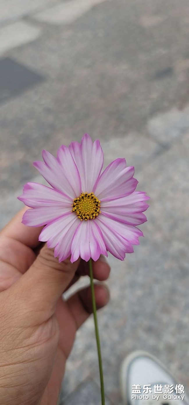 这个叫格桑花还是秋英？