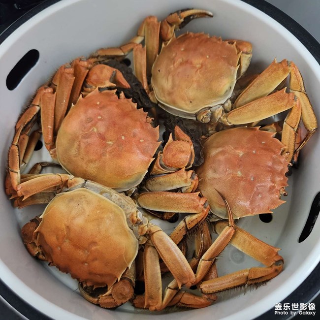 阳澄湖大闸蟹