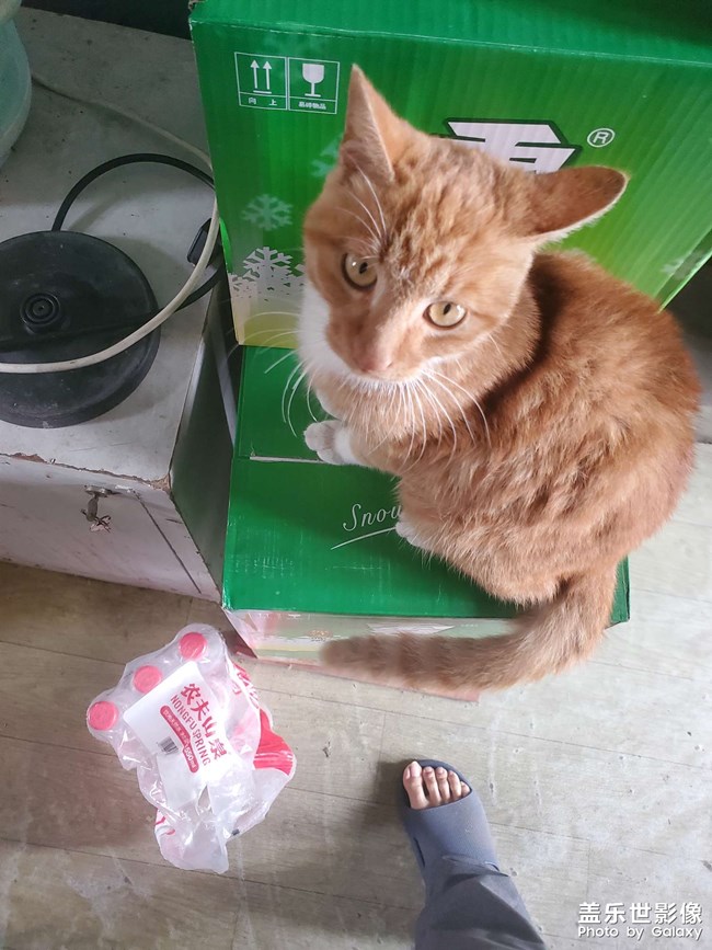 农村的猫
