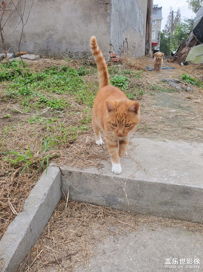 农村的猫