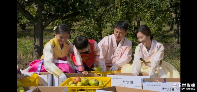 苹果梨