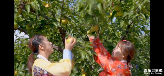 苹果梨
