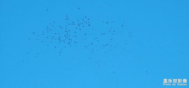 瓦蓝蓝的天空 飞老楞