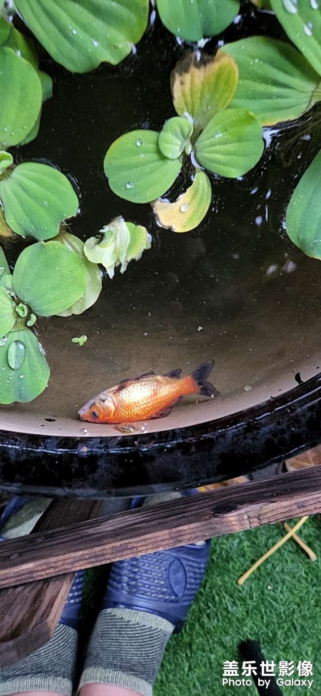水晶焰