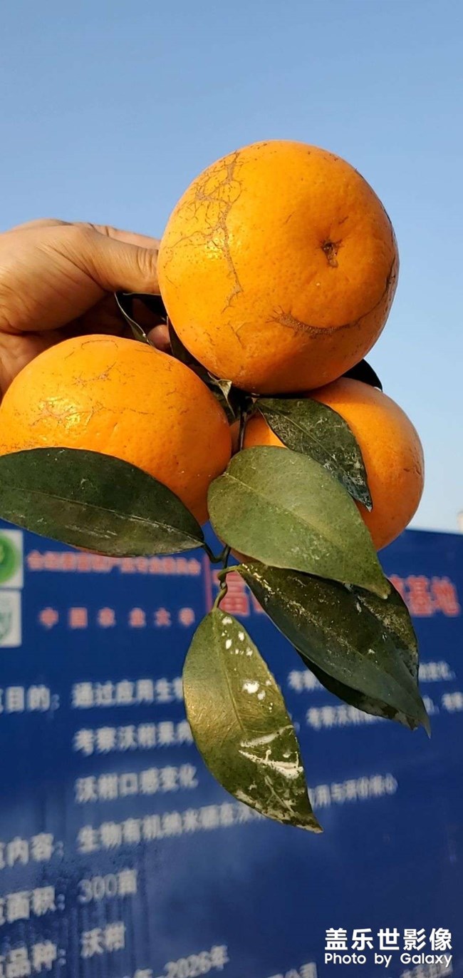 广东沃柑