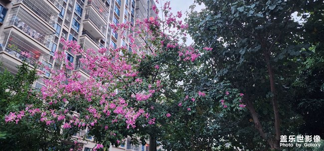 花开了