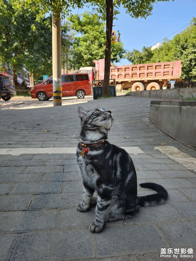 捕鸟