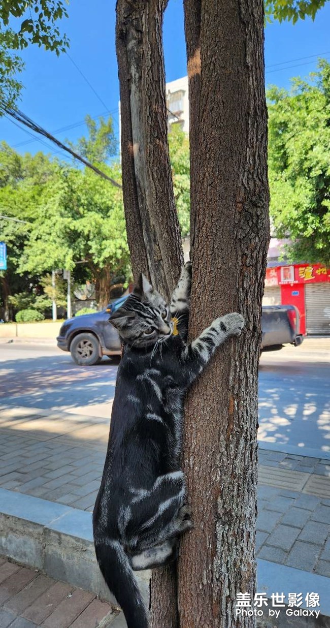 捕鸟