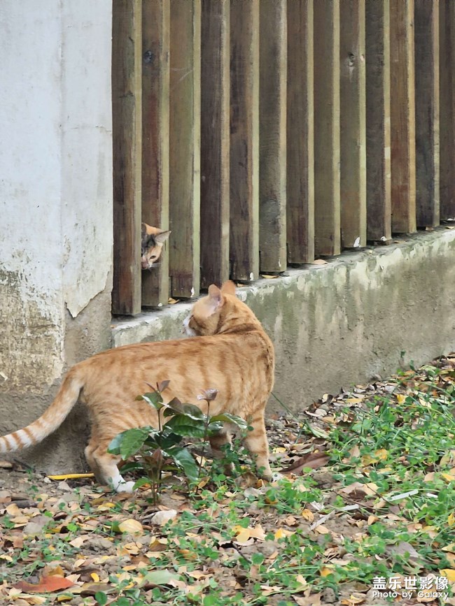 小区的猫