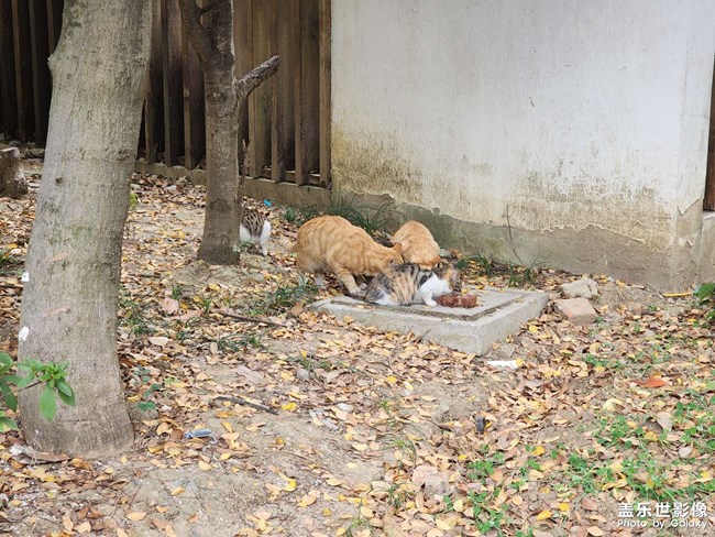 小区的猫