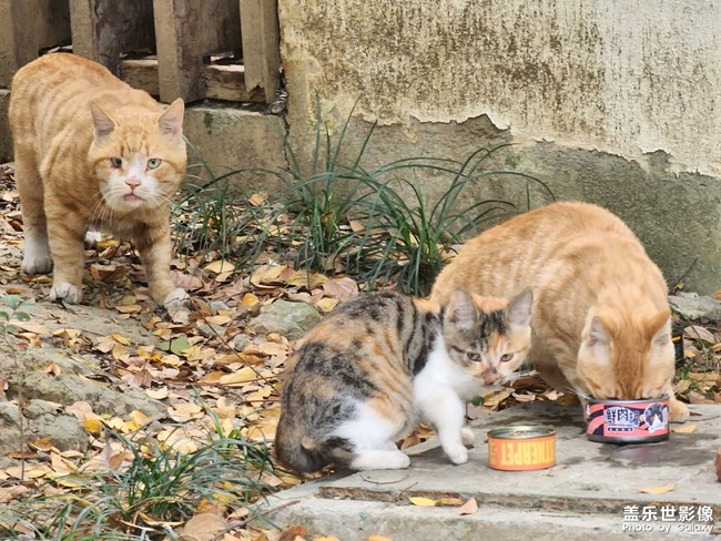 小区的猫