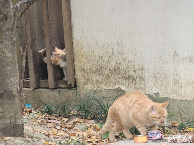 小区的猫