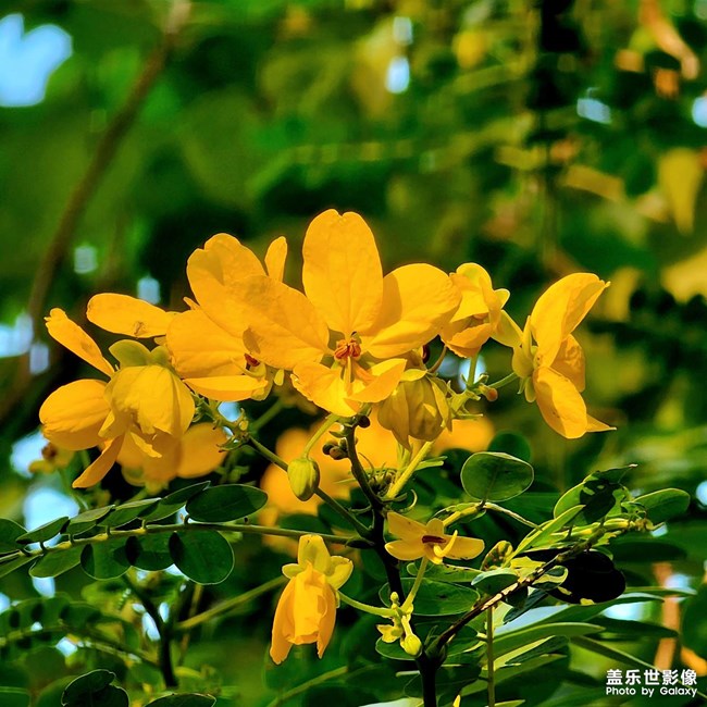 繁花盛开